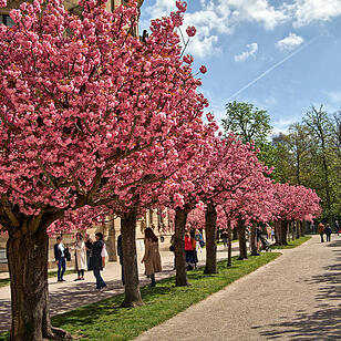 Baumblüte im Hofgarten der Würzburger Residenz