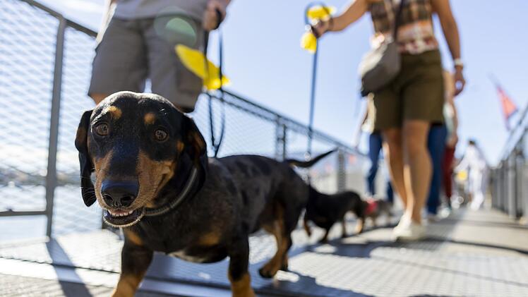 Hundepipi ade: In Chiasso muss mit Wasser nachgesp&uuml;lt werden