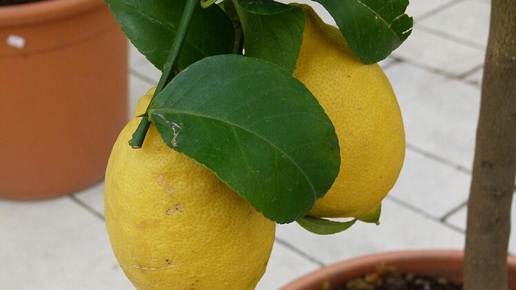 Reife Limonen im fränkischen April: Die gibt es nur in Bamberger Gärtnereien. Foto: Marion Krüger-Hundrup