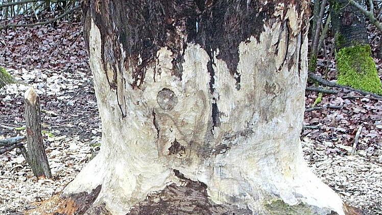 Ist es das Tannin im Gerbstoff "Lohe", der den Biber dazu brachte, diese Eiche anzunagen? Foto: Josef Hofbauer