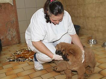 Neben Pflege brauchen die beiden Chow-Chow-Welpen auch menschliche Zuwendung und Streicheleinheiten, die sie von Tierheimmitarbeiterin Nora Walter erhalten.  Foto: Gerda Völk
