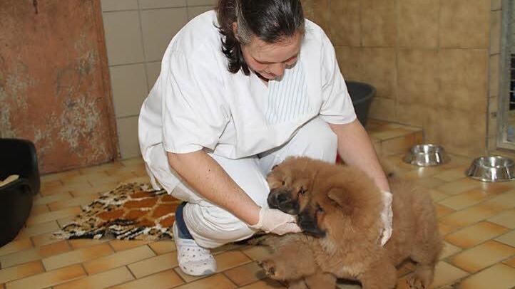 Neben Pflege brauchen die beiden Chow-Chow-Welpen auch menschliche Zuwendung und Streicheleinheiten, die sie von Tierheimmitarbeiterin Nora Walter erhalten.  Foto: Gerda Völk