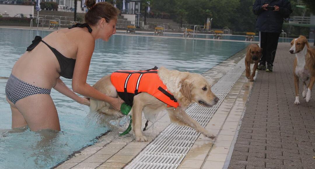 Hundeschwimmen im Kitzinger Freibad