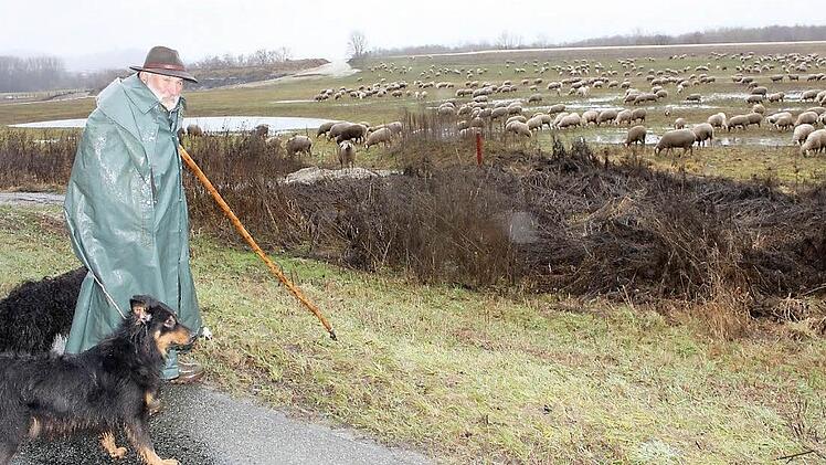 Schäfer Hans Wunderlich ließ gestern seine Schafe zwischen Nedensdorf und Wiesen im Maintal grasen. Im Hintergrund sind schon Überschwemmungen zu sehen. Fotos: Tobias Kindermann