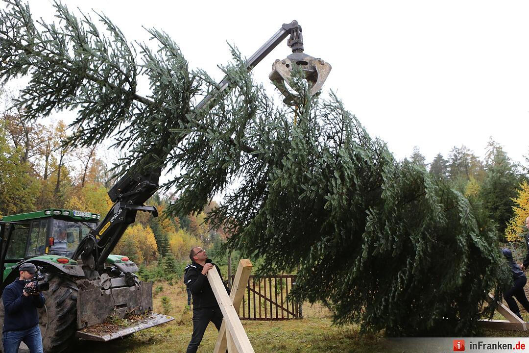 Christbaum für die Queen: Jetzt kann die Reise beginnen