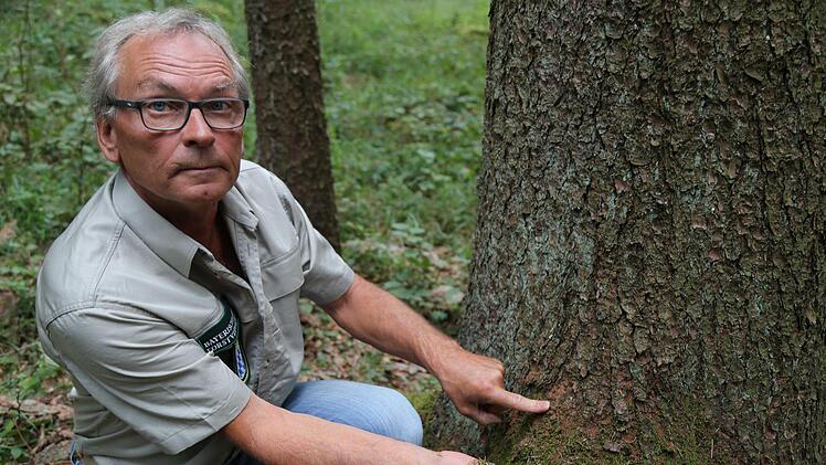 Matthias Jessen zeigt die Warnmerkmale: Grüne Fichtennadeln am Boden und braunes Bohrmehl. Foto: Franz Galster