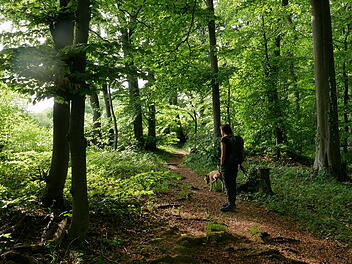 Vierzehnheiligen: Seltene Baumarten entdecken - Exkursion durch Naturwald zeigt versteckte Schätze