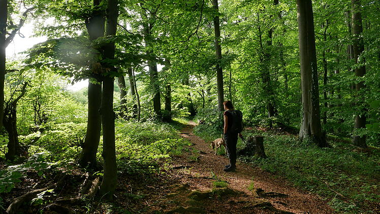 Vierzehnheiligen: Seltene Baumarten entdecken - Exkursion durch Naturwald zeigt versteckte Schätze