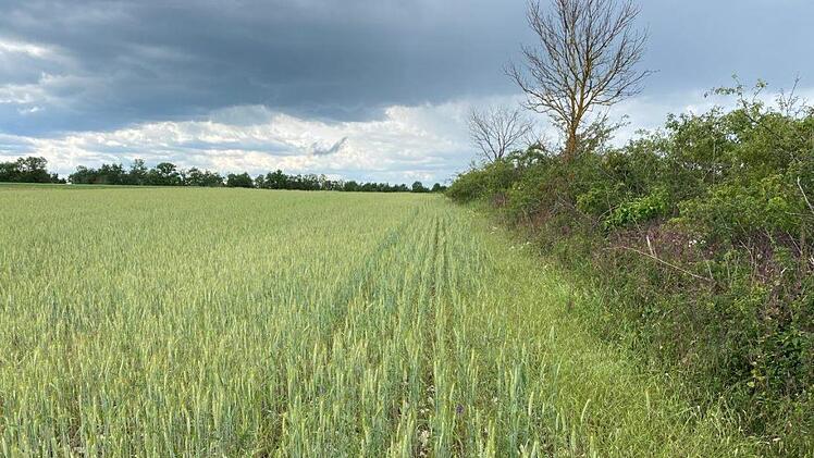 Im Sommer stand die Triticale, eine  Kreuzung aus Weizen und Roggen, in voller Blüte. Foto: privat
