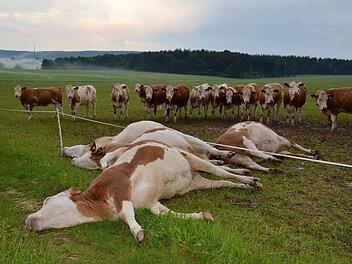 Diese fünf Rinder waren erst zwischen zwei und drei Jahre alt. Am frühen Sonntagabend kamen sie bei einem Unwetter ums Leben.  Foto: Kathrin Kupka-Hahn