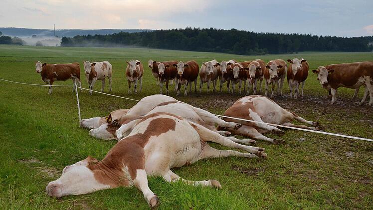 Diese fünf Rinder waren erst zwischen zwei und drei Jahre alt. Am frühen Sonntagabend kamen sie bei einem Unwetter ums Leben.  Foto: Kathrin Kupka-Hahn