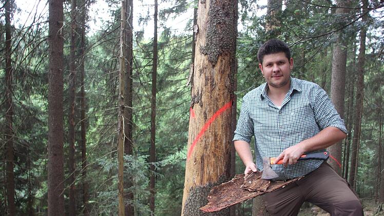 Tobias Wicklein von der Waldbesitzervereinigung (WBV) Kronach-Rothenkirchen zeigt befallene Stellen. Foto: Andreas Schmitt