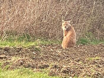 Haßlach: Luchs in Waldstück gesichtet - Augenzeugin macht Video