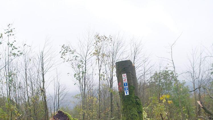 Weißfäule hat diesen Baum umfallen lassen - direkt neben dem Wanderweg. Foto: Stephanie Elm