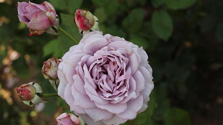 Lavendelblau blüht die Rose "Novalis", eine Besonderheit, weil echte Blautöne wie beim Rittersporn bei Rosen gar nicht vorkommen.  Die einzelnen Stöcke werden  bis zu 80 Zentimeter groß und 40 Zentimeter breit. Die gefüllte Beetrose wirkt  nostalgisch und zählt deshalb auch  zu den Märchenrosen. Zudem mag sie einen sonnigen Standort. Foto: Ralf Ruppert