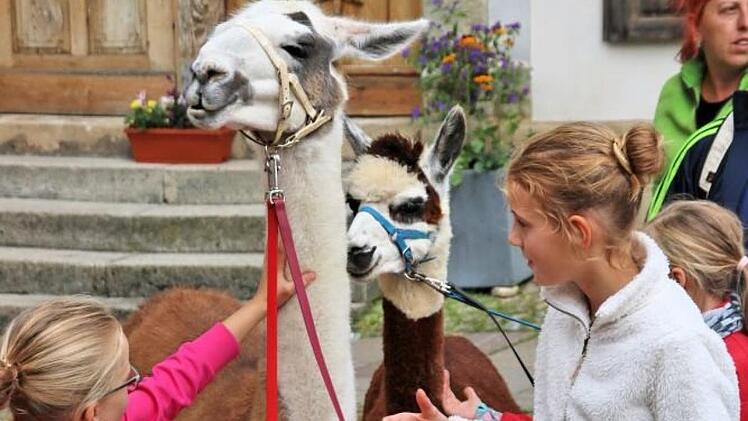 Lamas oder Alpakas auf dem Anger sind schon etwas außergewöhnliches. Die Tiere kommen von der Orenda-Ranch in Burglauer. Foto: Dieter Britz