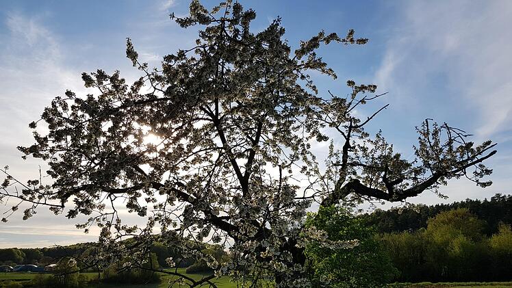 Natur rund um Trainmeusel Foto: Ronald Heck