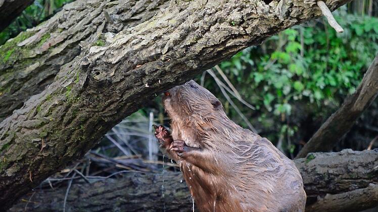 Nationaal-Park-de-Biesbosch-Dordrecht-toerisme-Bever.jpg