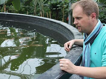 In vier solcher Mastbecken züchtet Ralf Schmitt in Kleintettau den sogenannten Rennsteigbarsch. Das Fleisch der Fische sei hervorragend, erklärt er. Doch an Abnehmern mangele es vor allem aus einem Grund - der aber nicht gerechtfertigt sei. Foto: Veronika Schadeck