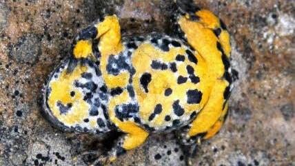 Der "Star"der Muggenbacher Tongruben: die Gelbbauchunke. Foto: Stephan Neumann