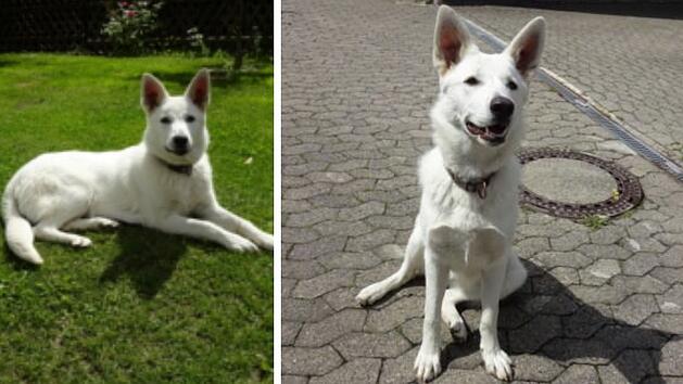 Tierheim Pfaffengr&uuml;n: Zuhause f&uuml;r junge, kranke H&uuml;ndin gesucht - "w&uuml;rde OP nicht &uuml;berleben"