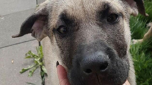 Illegaler Welpentransport bei Schwaig gestoppt Foto: Tierheim Hersbruck