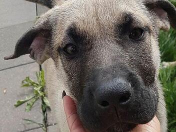 Illegaler Welpentransport bei Schwaig gestoppt Foto: Tierheim Hersbruck