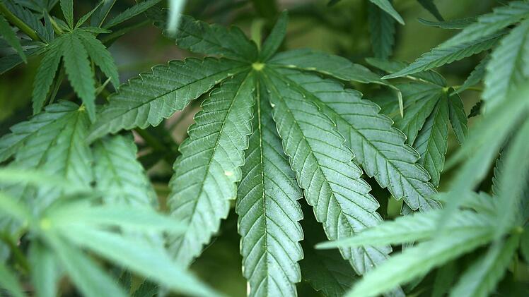 Hanf ist nicht gleich Hanf. Sorten ohne den berauschenden Wirkstoff THC dürfen bei uns angebaut werden.dpa