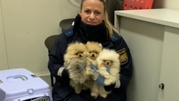 Hundewelpen in Kofferraum gefunden - Fahrer (30) f&auml;lschte ihre Ausweise