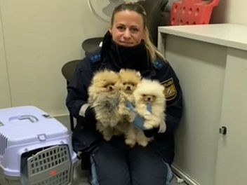 Hundewelpen in Kofferraum gefunden - Fahrer (30) f&auml;lschte ihre Ausweise