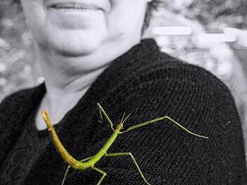 Eine grüne Stabschrecke nutzt Susanne Scheers Pullover als Klettergerüst.
