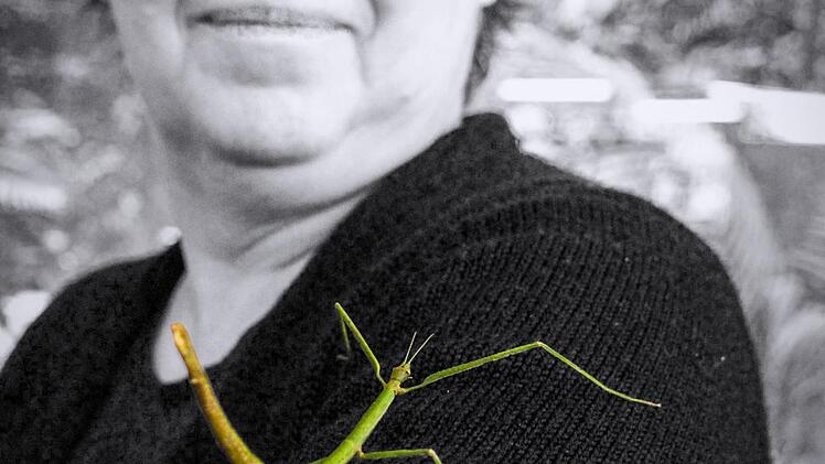 Eine grüne Stabschrecke nutzt Susanne Scheers Pullover als Klettergerüst.