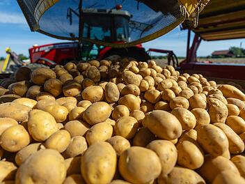Kartoffelernte f&auml;llt geringer aus