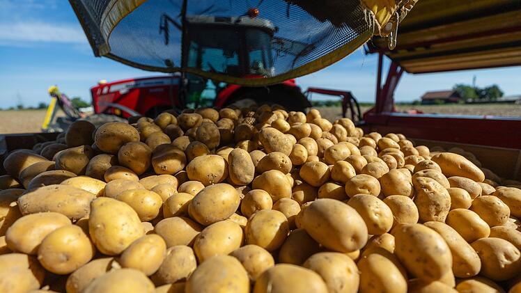 Kartoffelernte f&auml;llt geringer aus
