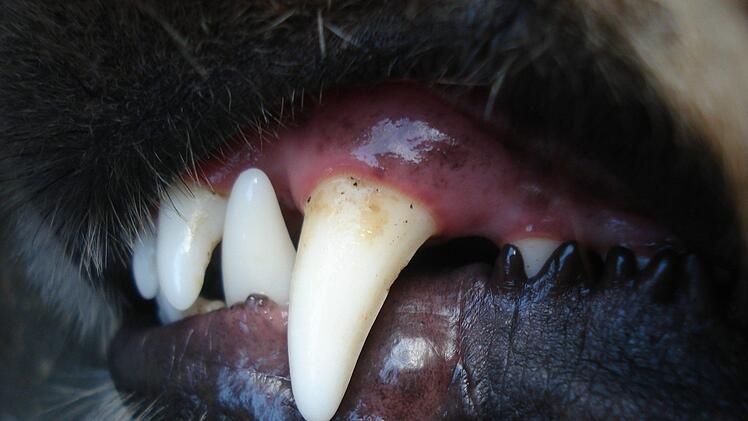 Im Kreis Aschaffenburg kam es zwischen Hundehaltern zu einer Auseinandersetzung, bei der ein Mann einer Frau einen Tritt in den Hintern verpasst hat. Symbolbild: pixabay