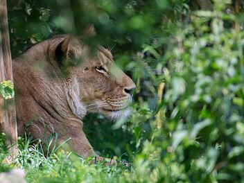 L&ouml;wen-Alarm in Berlin - Polizei findet Pl&uuml;schtier nach Anruf von ver&auml;ngstigtem Mann