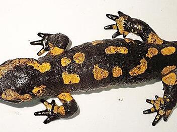 Ein mit Bsal in fortgeschrittenem Stadium infizierter Feuersalamander