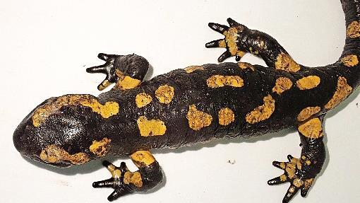 Ein mit Bsal in fortgeschrittenem Stadium infizierter Feuersalamander