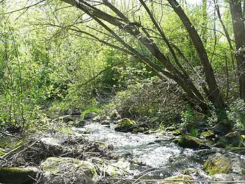 Bachlauf nahe dem Kirchweiher in Schney Fotos: Popp