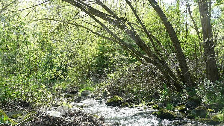 Bachlauf nahe dem Kirchweiher in Schney Fotos: Popp