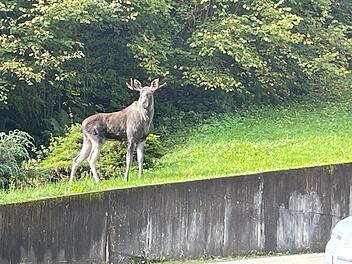 Elch Erwin im Schwarzwald eingefangen Elch Erwin im Schwarzwald eingefangen