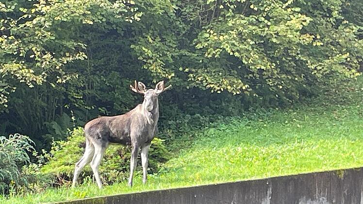 Elch Erwin im Schwarzwald eingefangen