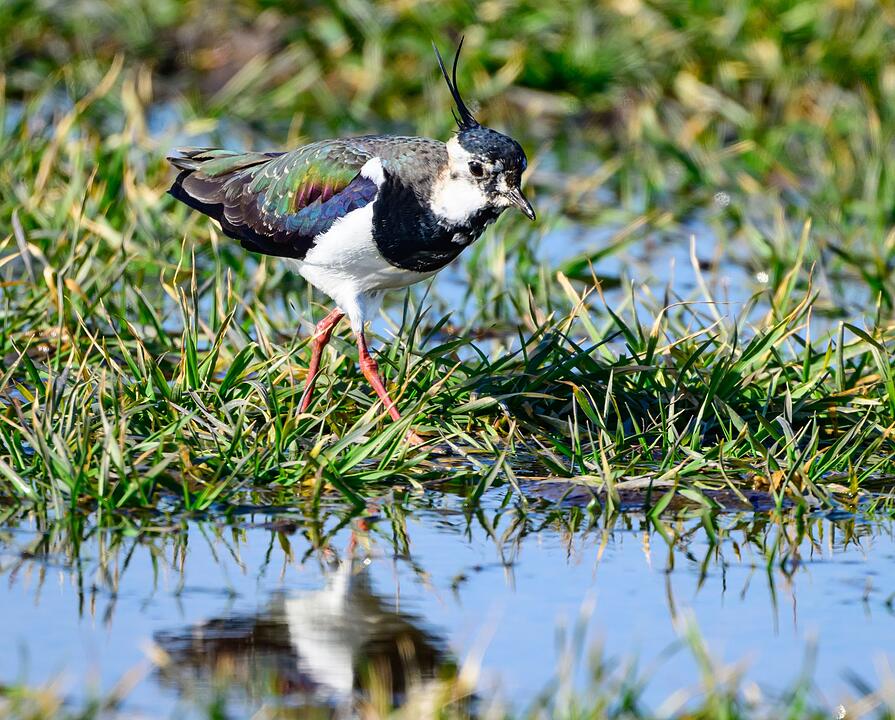 Kiebitze: R&uuml;ckkehr der Fr&uuml;hlingsboten