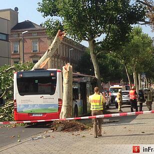 Baum stürzt in Bamberg auf Stadtbus