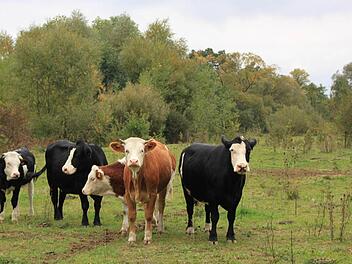 Jede Menge Grünfutter finden die Rinder auf der zehn Hektar großen Maininsel vor - dass sie die Vegetation niederhalten ist beabsichtigt. Foto: Matthias Einwag