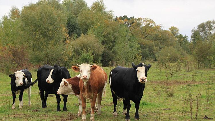 Jede Menge Grünfutter finden die Rinder auf der zehn Hektar großen Maininsel vor - dass sie die Vegetation niederhalten ist beabsichtigt. Foto: Matthias Einwag