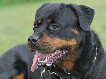 Bamberger Hundehalter wird kritisiert - und tickt aus