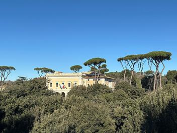 Pinienb&auml;ume in Rom