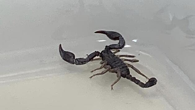 Skorpion in Erlanger Hotel