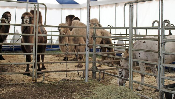 Auch die rund 30 Tiere des Circus sind auf Unterstützung angewiesen. Sie müssen gefüttert werden, auch wenn keine Einnahmen durch Vorstellungen eingehen. Fotos: privat